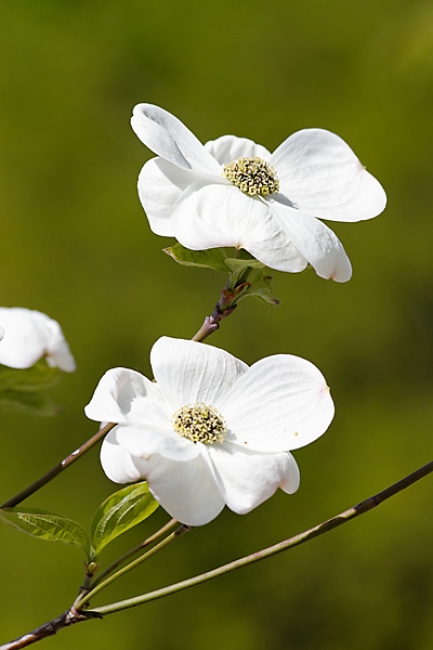 Jardin des Impressionnistes-039